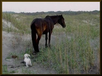 Wild Horse of Corolla on the Dunes with my Maltese Dog Mitz