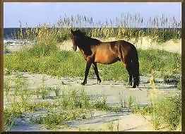 Wild Horse of Corolla