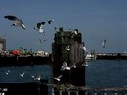 Sea Gulls at Hatteras Docking Station