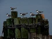 Sea Gulls at Hatteras Docking Station