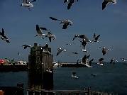 Sea Gulls at Hatteras Docking Station