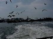 Sea Gulls at Hatteras Docking Station