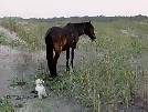 Wild Horse of Corolla has an Encounter With a Maltese Dog