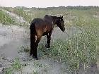 Wild Horse of Corolla Spotted in 4-Wheel Drive Country