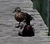 Two Ducks at Ocracoke Harbor